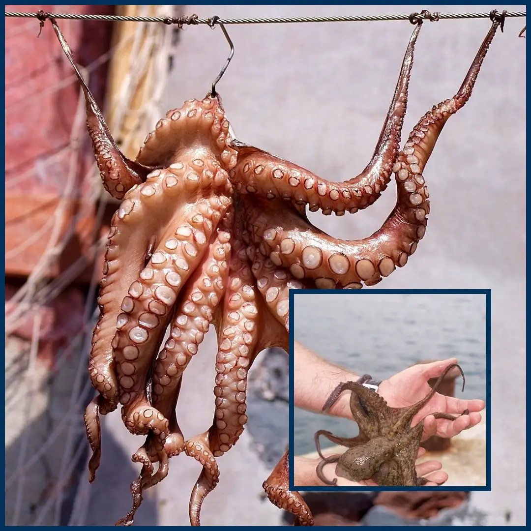 octopus top